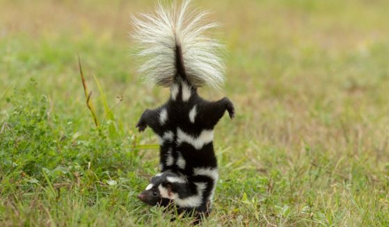 An Eastern Spotted Skunk photographed performing a handstand.