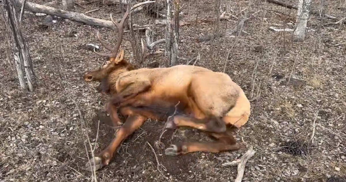 A bull elk died under mysterious circumstances in Montana.