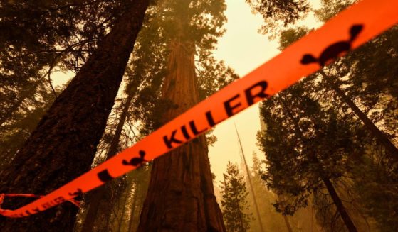 flagging tape marking a tree as a "killer" for risk of falling limbs surrounds trees in the Sequoia National Forest