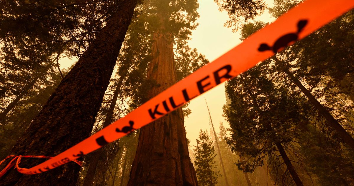 flagging tape marking a tree as a "killer" for risk of falling limbs surrounds trees in the Sequoia National Forest