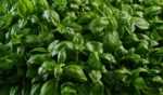 This stock image shows a large bunch of basil being grown. A recall has been issued for basil sold in several stores, particularly Trader Joe's, across 29 states and Washington, D.C.