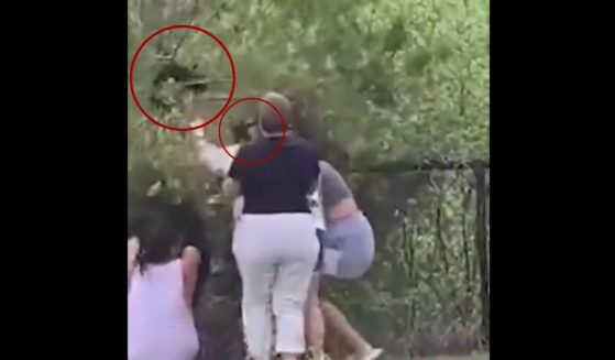 A group of people in North Carolina were caught on video on Tuesday pulling two bear cubs, circled, from a tree and chasing them in an attempt to hold them for photographs.