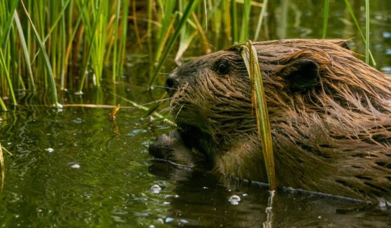 A wild beaver is pictured in the Wasatch Mountains near Salt Lake City, Utah