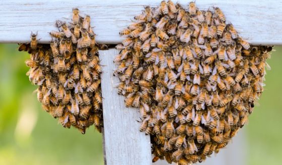 Honey bees swarm on a piece of wood in a garden.