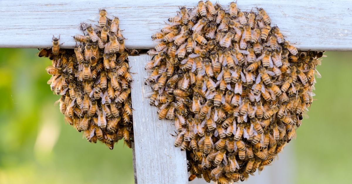 What to Do When Encountering a Bee Swarm