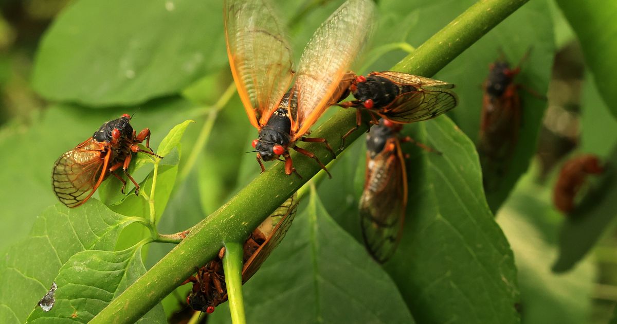 A female Magicicada periodical cicada clicks its wings while surrounded by male cicadas in Burtonsville, Maryland, on June 1, 2021.