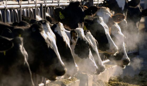 Holstein dairy cows feed through a fence at a dairy farm in Idaho.