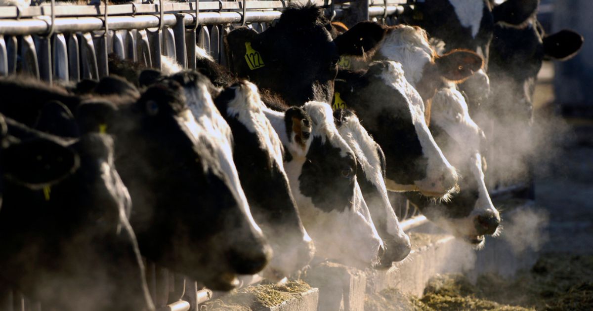 Holstein dairy cows feed through a fence at a dairy farm in Idaho.