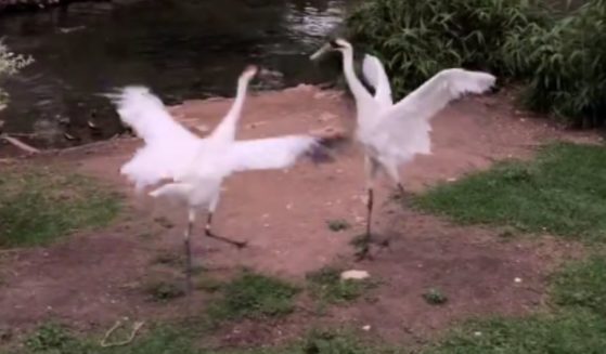Whooping cranes at the San Antonio Zoo were observed dancing after the eclipse totality on Monday.
