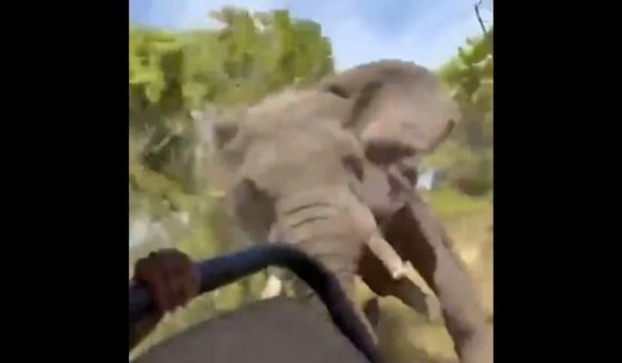 A bull elephant attacks a safari.
