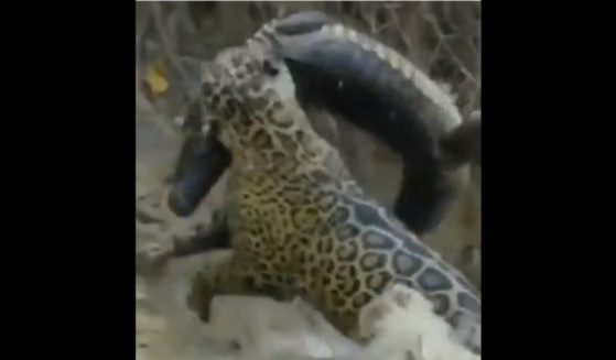 In a video shared on the social media platform X, a jaguar wins a fierce battle with a large caiman, a relative of the crocodile.