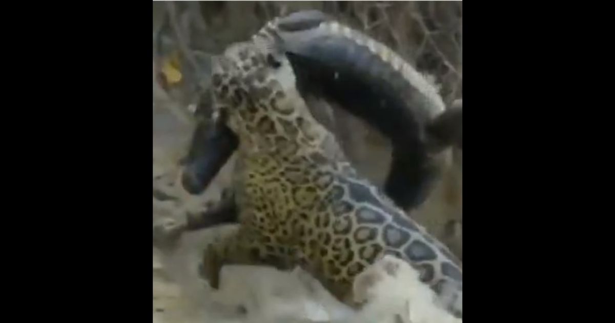In a video shared on the social media platform X, a jaguar wins a fierce battle with a large caiman, a relative of the crocodile.