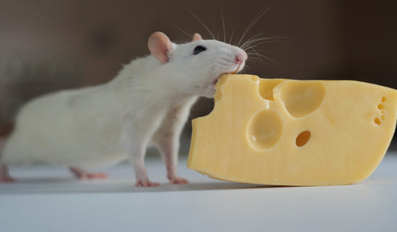 A rat is shown eating cheese.