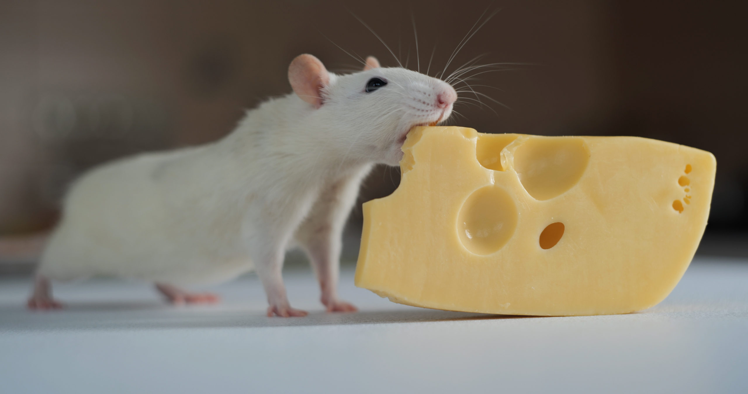 A rat is shown eating cheese.