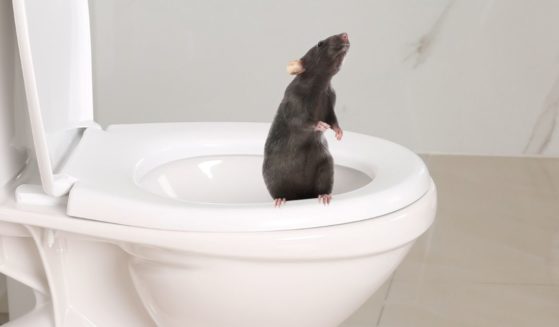 A stock photo depicts a rat in a toilet bowl, similar to the one described in medical literature that bit a man, causing serious health problems.