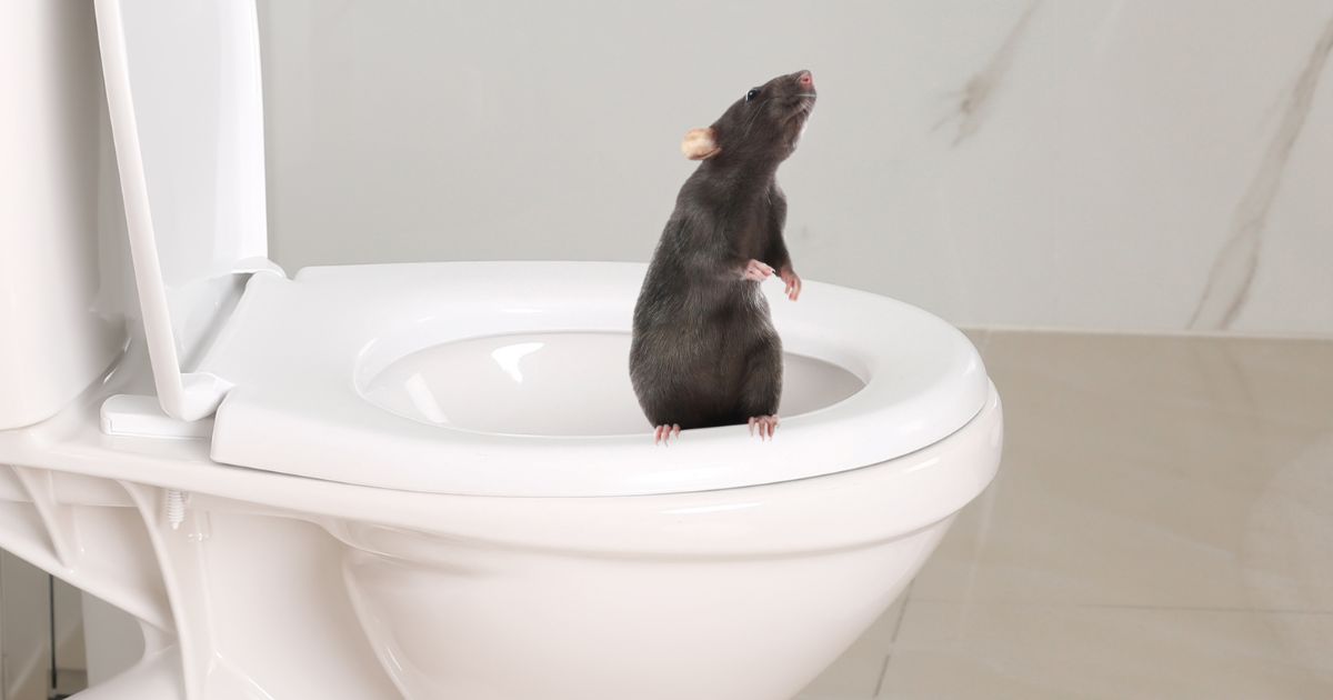 A stock photo depicts a rat in a toilet bowl, similar to the one described in medical literature that bit a man, causing serious health problems.