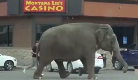 An elephant escaped the circus in Butte, Montana, on Tuesday and was videoed strolling down the street.