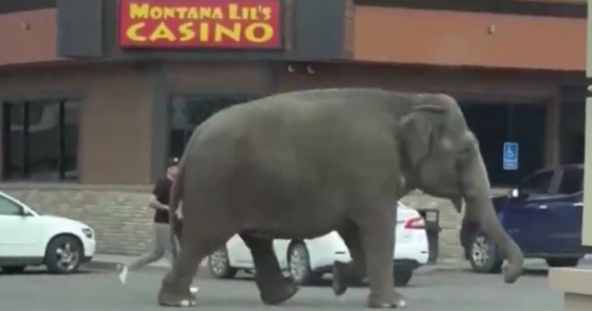 Video: Circus Elephant Breaks Free, Takes Leisurely Stroll in City