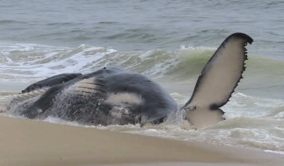 A dead humpback whale rolls in the surf Thursday on New Jersey's Long Beach Island. On Friday, a marine animal rescue group that examined the animal said it had suffered several blunt-force injuries.