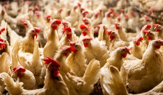 Chickens at a breeding farm are pictured in a stock photo.