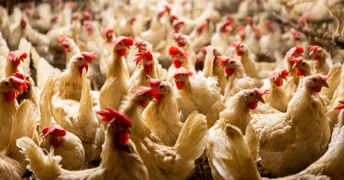 Chickens at a breeding farm are pictured in a stock photo.