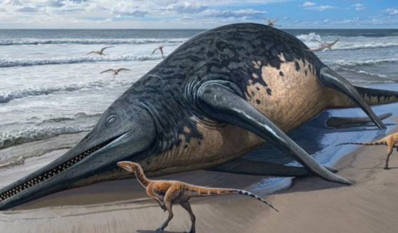 Scientists have identified what was probably the largest marine reptile ever to swim in the seas.