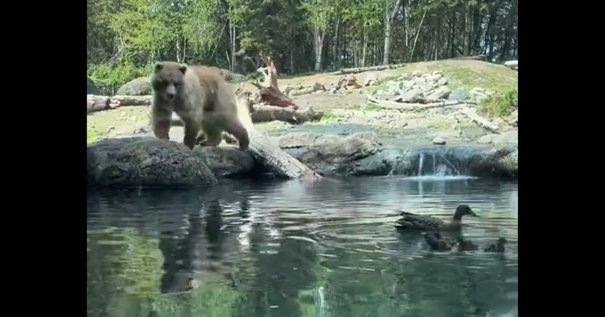 A bear at a zoo in Seattle eyes some ducks that entered its enclosure.