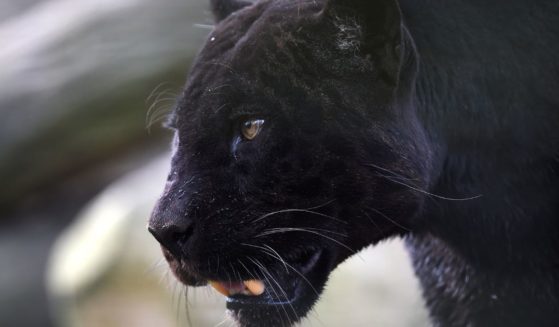 A black panther strolls in its habitat at the Zooparc de Beauval in Saint-Aignan, France, on April 14, 2017.