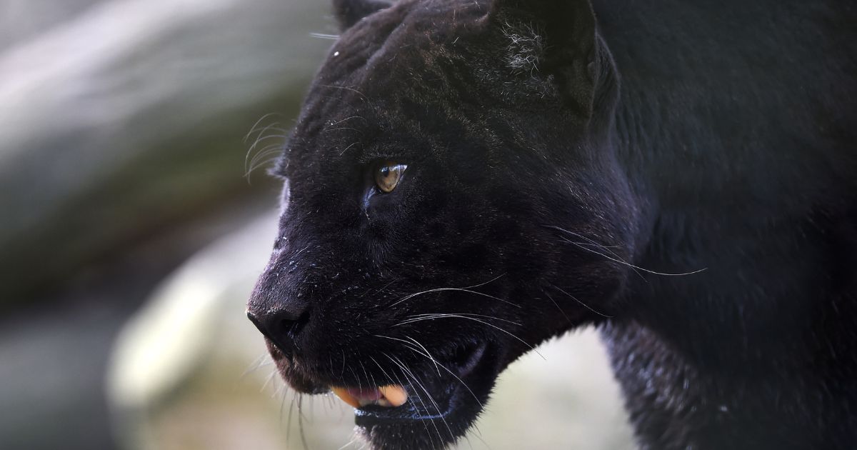 A black panther strolls in its habitat at the Zooparc de Beauval in Saint-Aignan, France, on April 14, 2017.