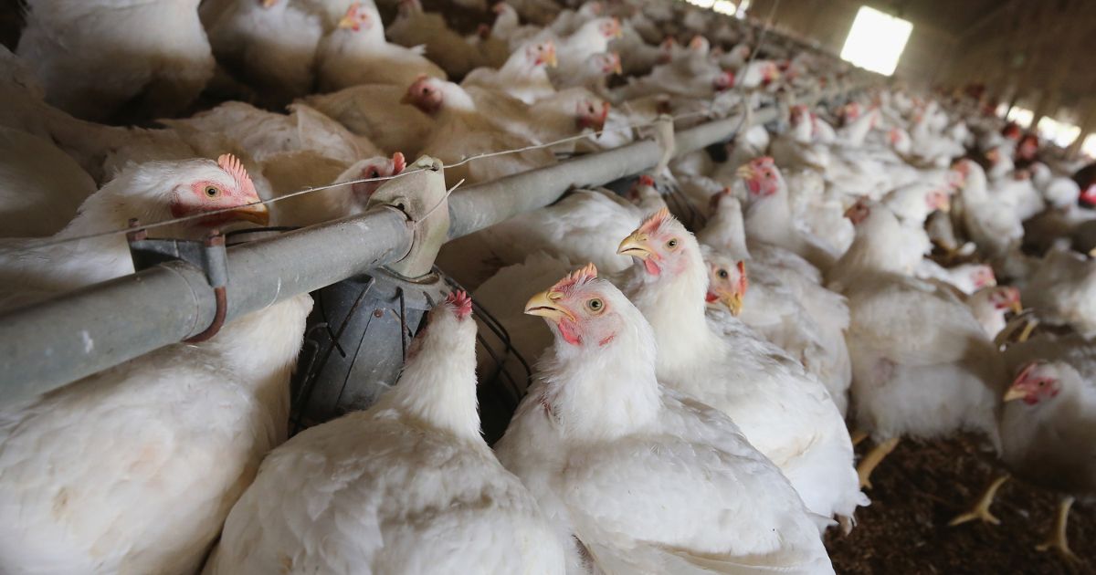 Governor issues disaster proclamation, orders culling 4.2M chickens