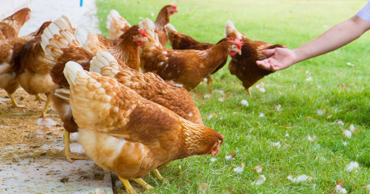 Home Flocks Are Not Safe from Avian Flu: If Your Chickens Start Showing Any of These Symptoms, Immediately Alert Authorities