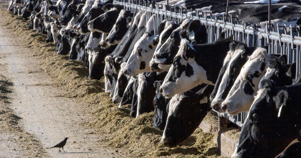 New Bird Flu Case in US Linked to Dairy Cow Outbreak During Election Year