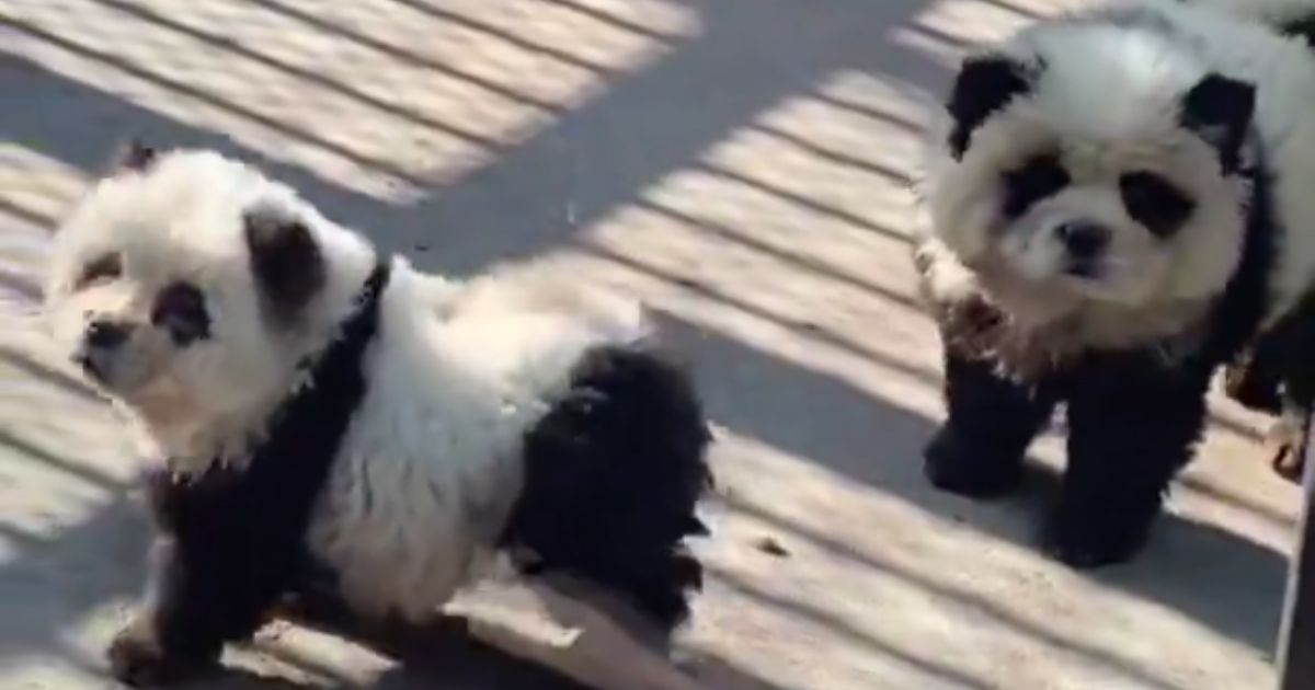 The Taizhou Zoo in China opened a "panda" exhibit that used Chow Chow dogs dyed white and black.
