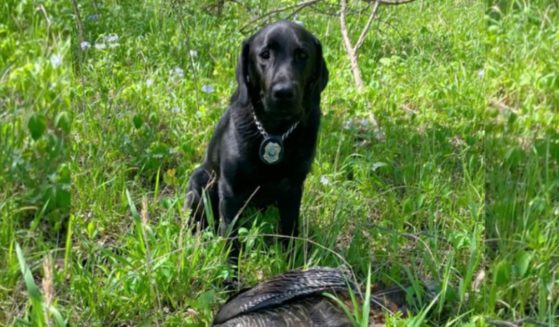 On April 20, K-9 officer Indy helped Kansas game wardens bust turkey poachers, discovering one poacher after officials thought they had caught everyone.