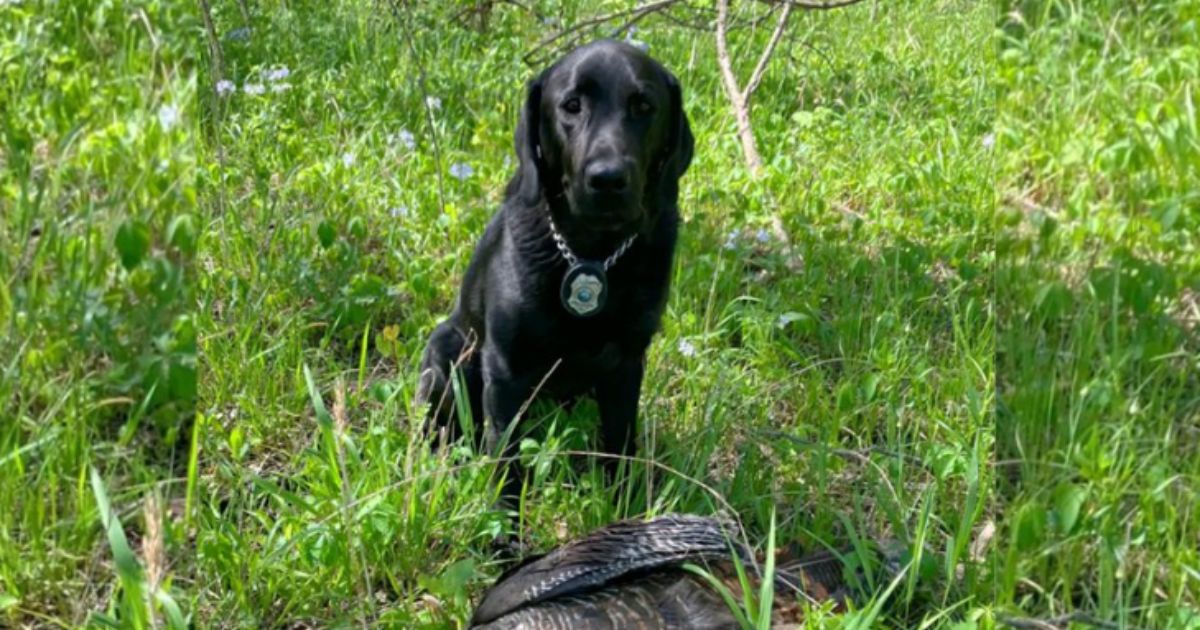 A Poacher’s Worst Nightmare Unfolds as K-9 Trots Into the Turkey Woods