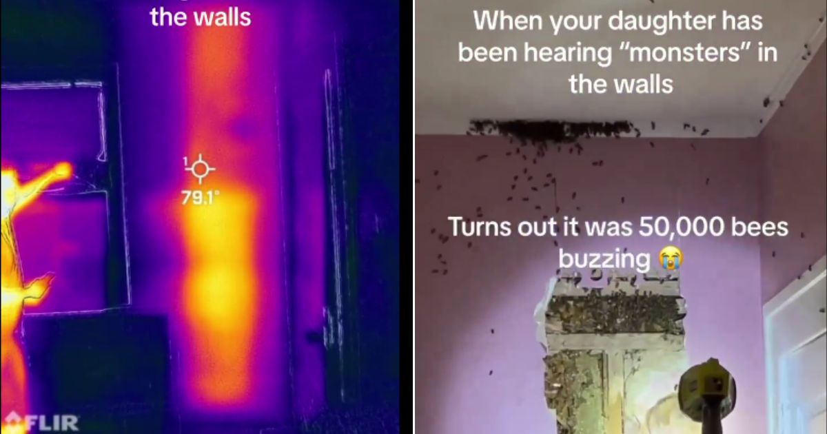 After their toddler daughter kept insisting there were monsters in her walls, a North Carolina couple hired an expert, who used thermal imaging, left, to find a huge colony of bees in the wall.
