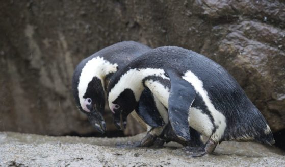 Two penguins stand in their enclosure on January 4, 2013, at the Zoologischer Garten Zoo in Berlin, Germany.