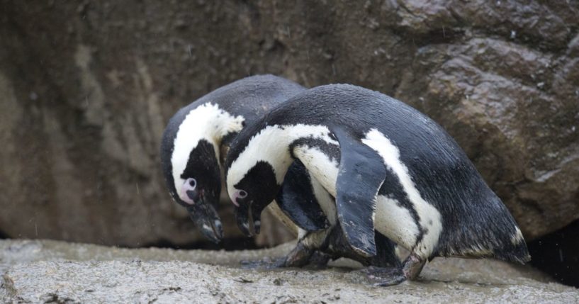 Two penguins stand in their enclosure on January 4, 2013, at the Zoologischer Garten Zoo in Berlin, Germany.