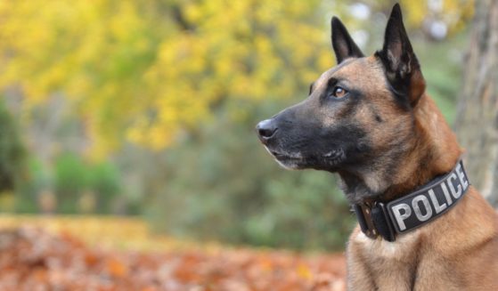 A police dog is seen in a stock image dated Dec. 15, 2015.