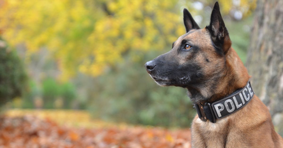 A police dog is seen in a stock image dated Dec. 15, 2015.