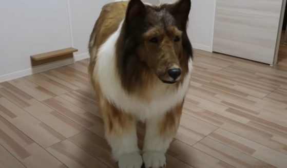 A man in Japan spent thousands of dollars turning himself into a dog.