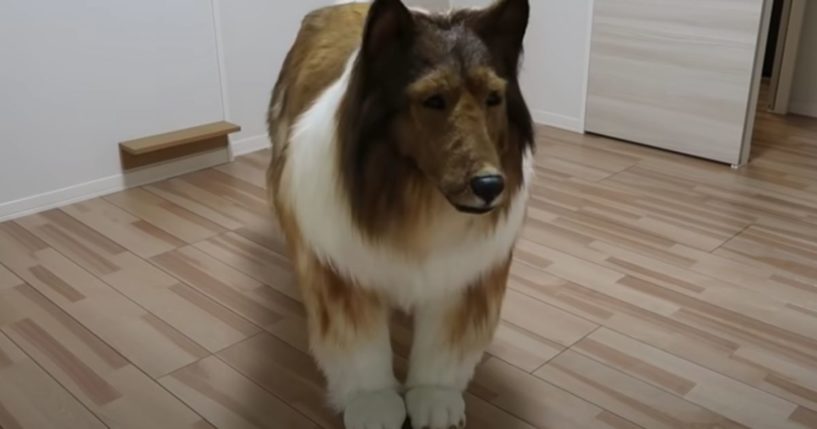 A man in Japan spent thousands of dollars turning himself into a dog.