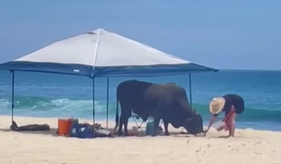 This YouTube screen shot shows an incident where a woman incurred a bull's wrath on a beach in Cabo San Lucas, Mexico.