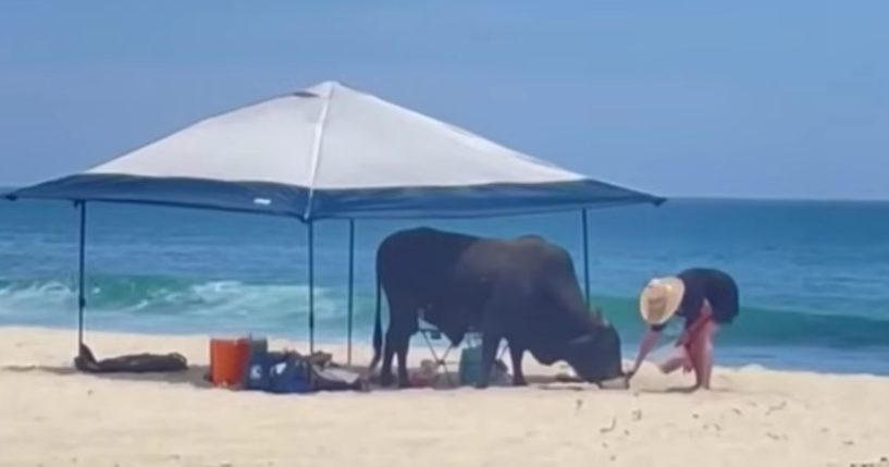 This YouTube screen shot shows an incident where a woman incurred a bull's wrath on a beach in Cabo San Lucas, Mexico.