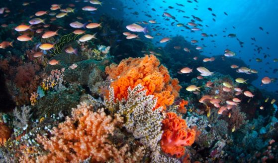 fish swimming over a coral reef off North Sulawesi, Indonesia