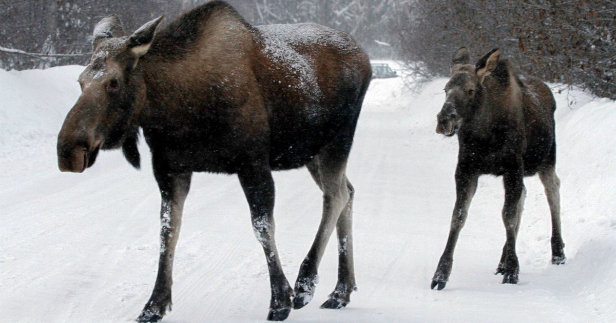 Alarming Discovery: Flies Blamed for Decline in North American Moose Numbers