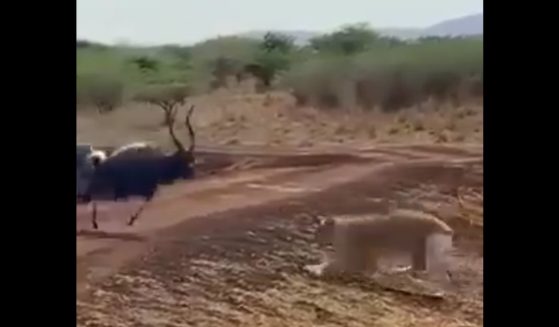This X screen shot shows wildlife footage documenting an antelope fighting back against predators.