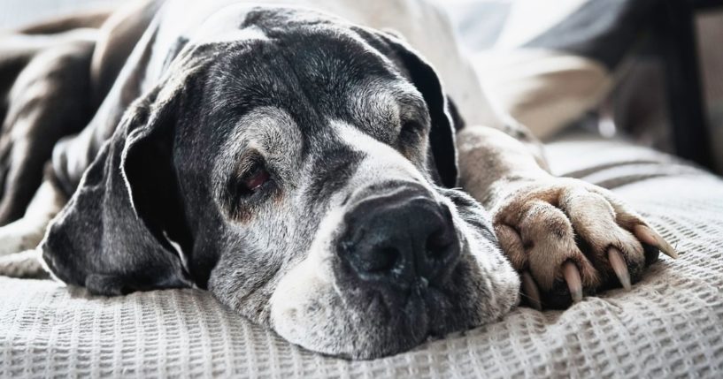 This Getty stock image shows an elderly Great Dane.