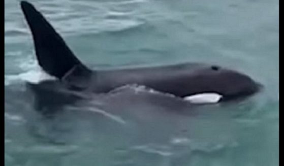 A killer whale is pictured from a video off the coast of New Zealand.
