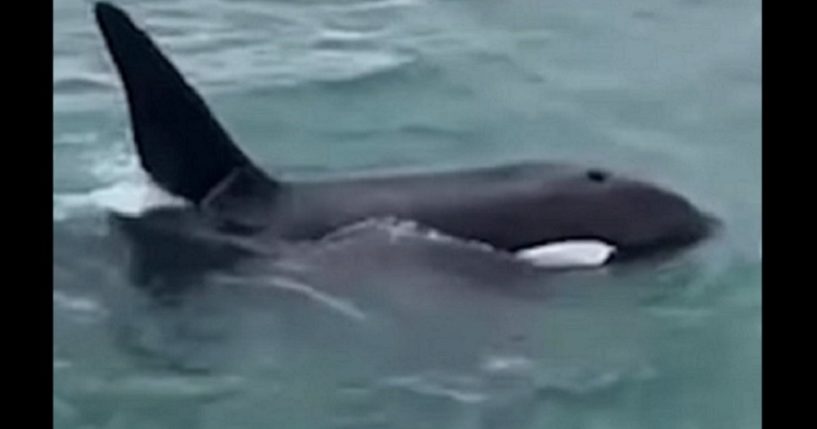 A killer whale is pictured from a video off the coast of New Zealand.